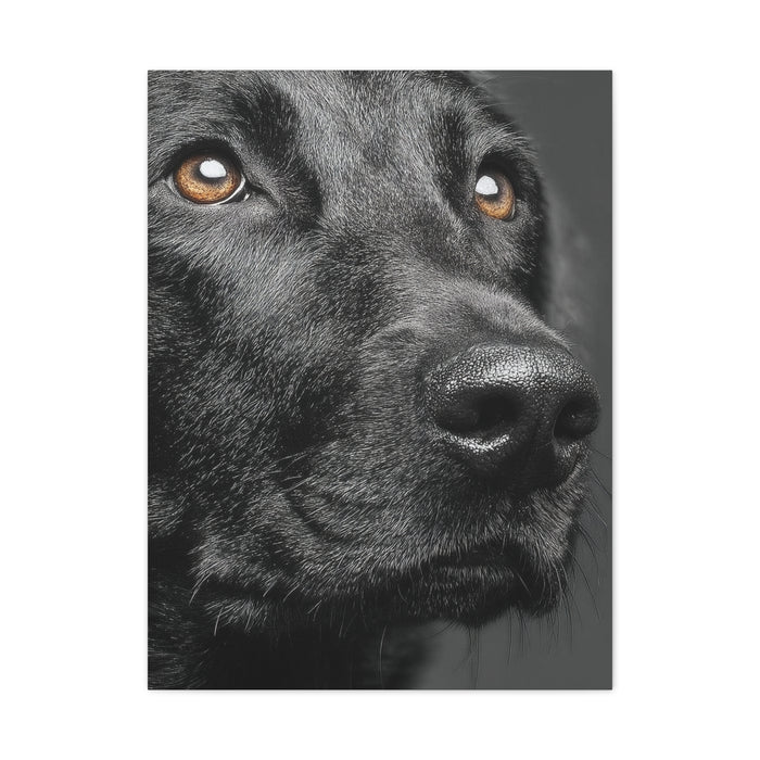 Black Labrador Fine Art Close-Up Wall Art & Canvas Print