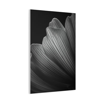 Sculpted Daffodil Bloom Study Wall Art & Canvas Prints