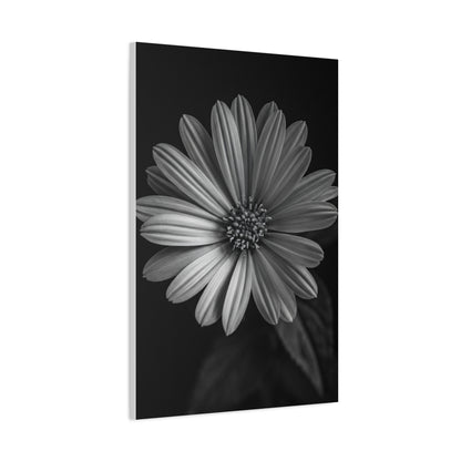 Radiant Daisy in Shadow Wall Art & Canvas Prints
