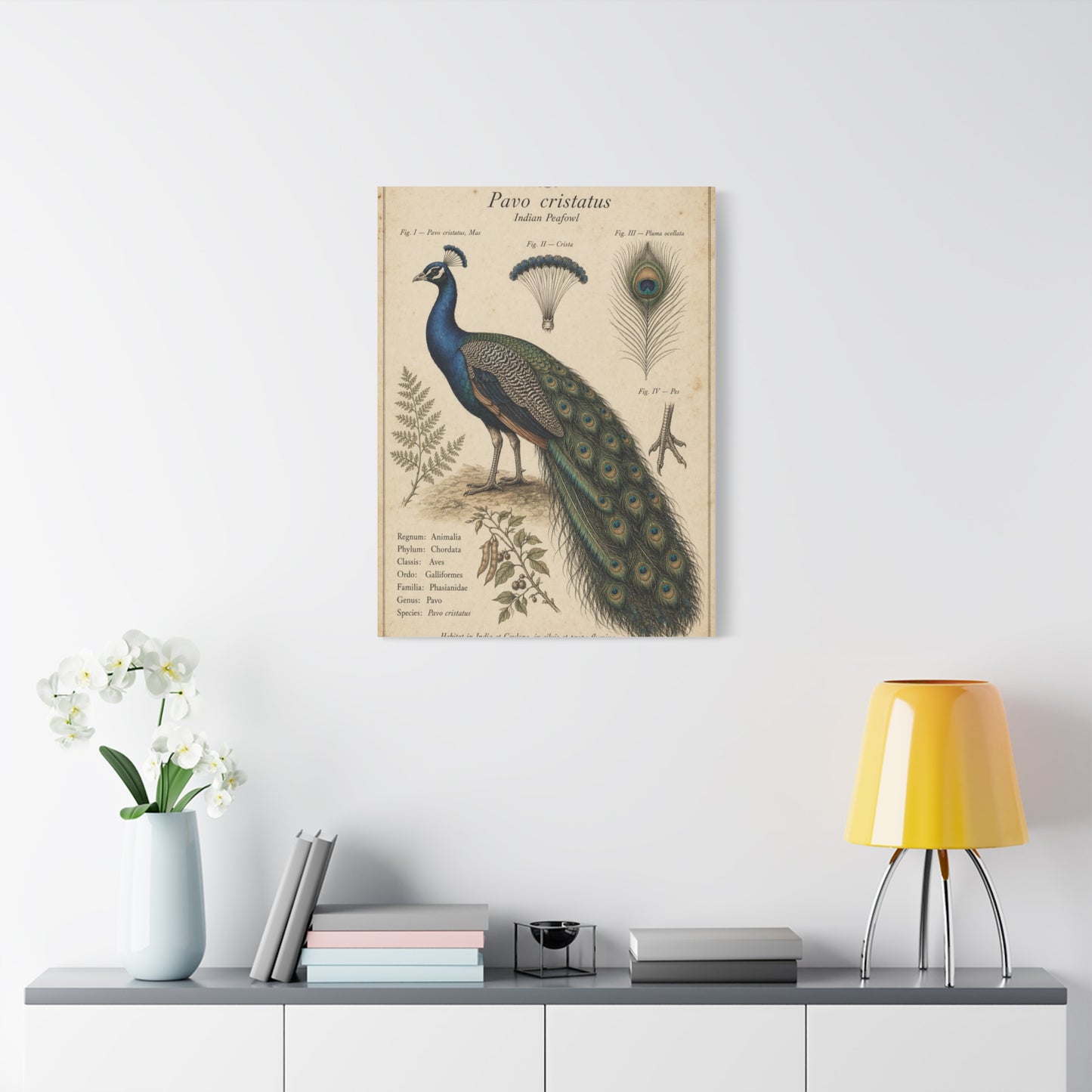 Antique Ornithology Peacock Illustration Wall Art & Canvas Print