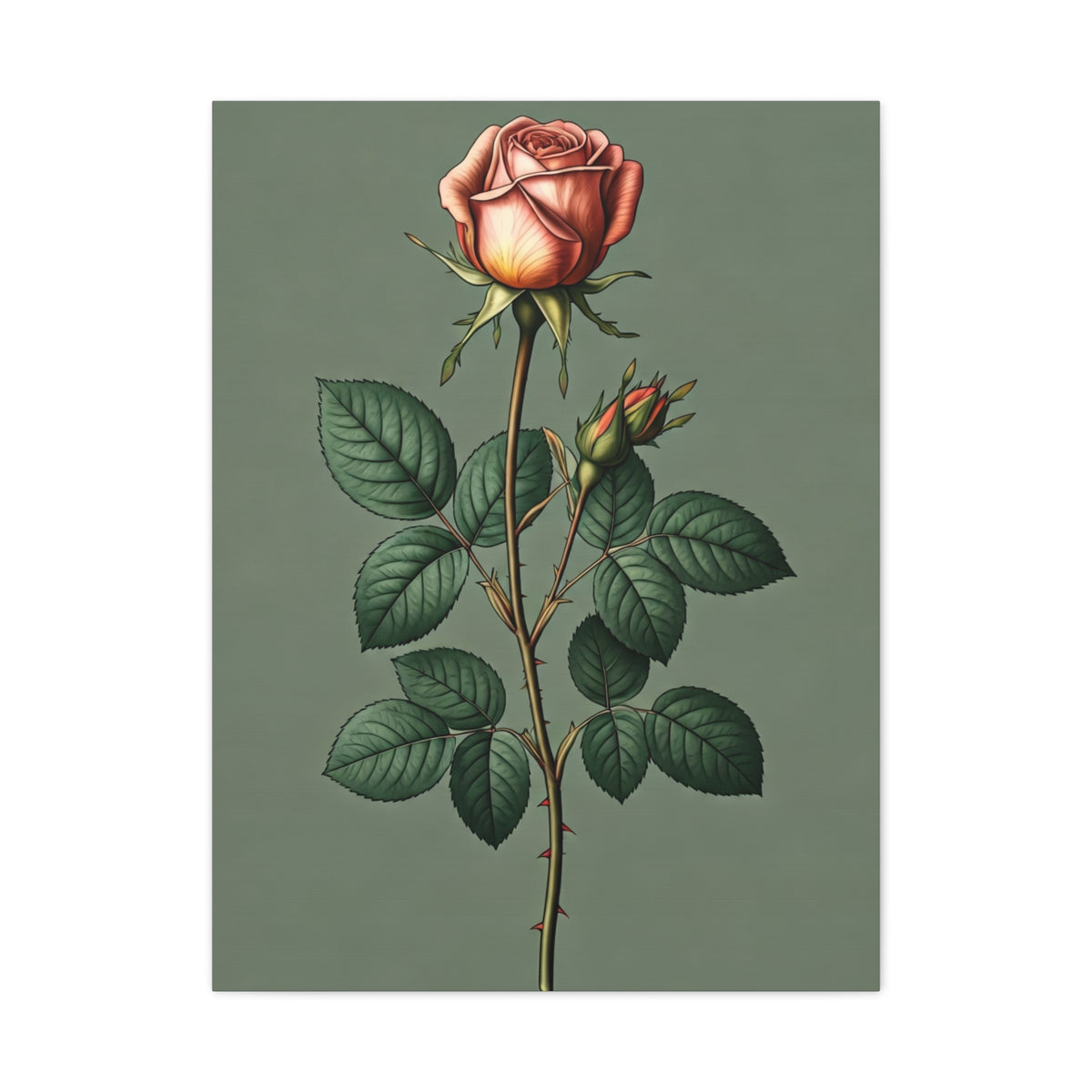 Vintage Rose Study Illustration Wall Art & Canvas Prints
