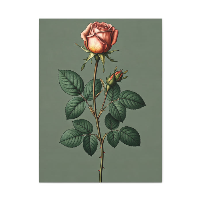 Vintage Rose Study Illustration Wall Art & Canvas Prints