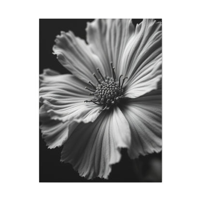 Dramatic Monochrome Cosmos Bloom Wall Art & Canvas Prints