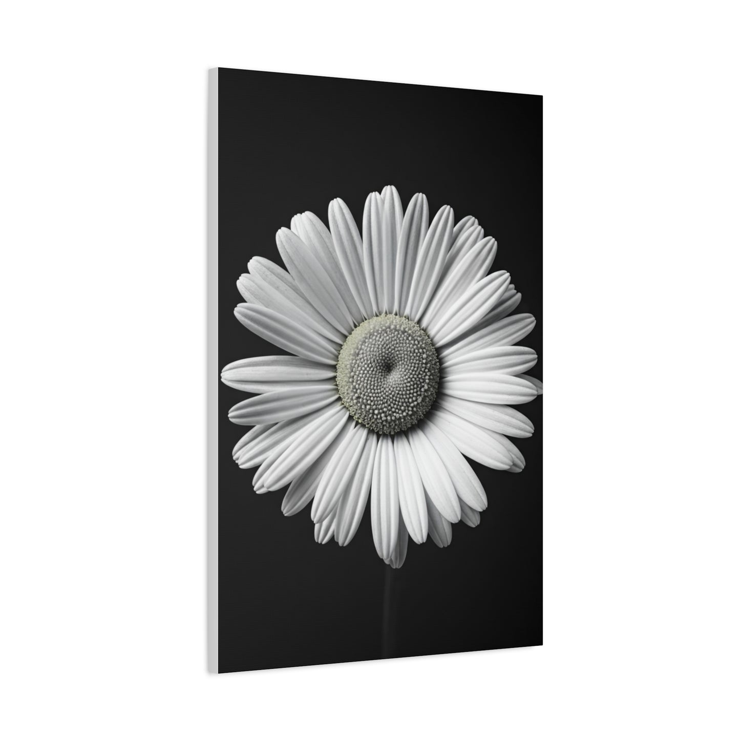 White Daisy Bloom Portrait Wall Art & Canvas Prints