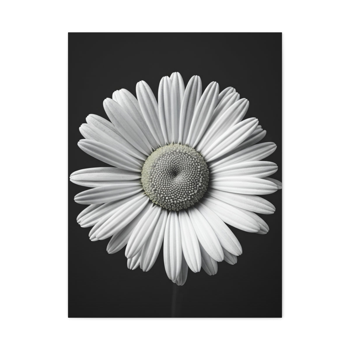 White Daisy Bloom Portrait Wall Art & Canvas Prints
