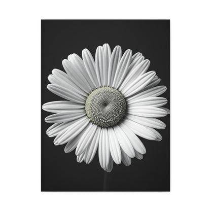 White Daisy Bloom Portrait Wall Art & Canvas Prints