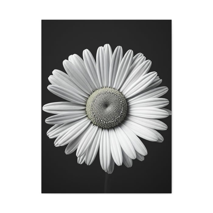 White Daisy Bloom Portrait Wall Art & Canvas Prints