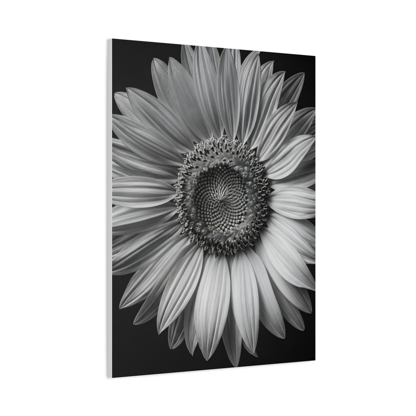 Velvet Orchid Bloom in Monochrome Wall Art & Canvas Prints