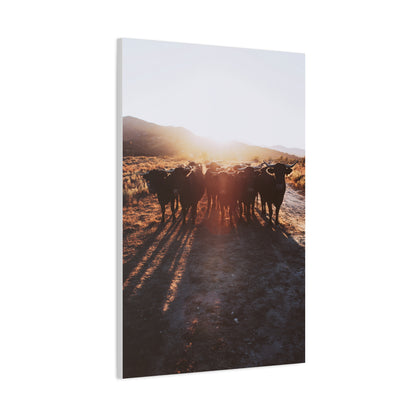 Sunset Bull Herd Silhouette Wall Art & Canvas Print