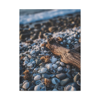 Rocky Shoreline with Seashells and Driftwood Wall Art & Canvas Print