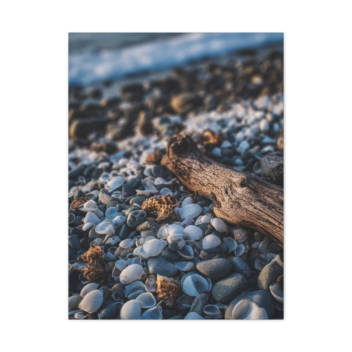Rocky Shoreline with Seashells and Driftwood Wall Art & Canvas Print