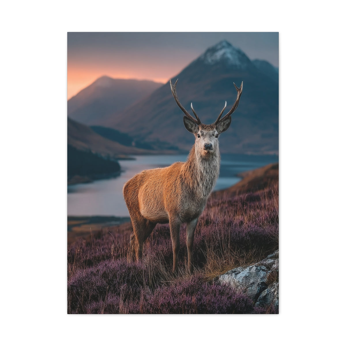 Scottish Highland Sunrise Stag Wall Art & Canvas Print