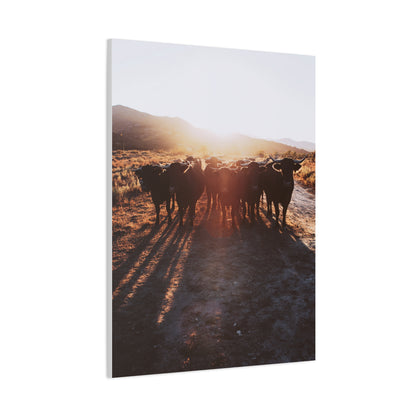 Sunset Bull Herd Silhouette Wall Art & Canvas Print
