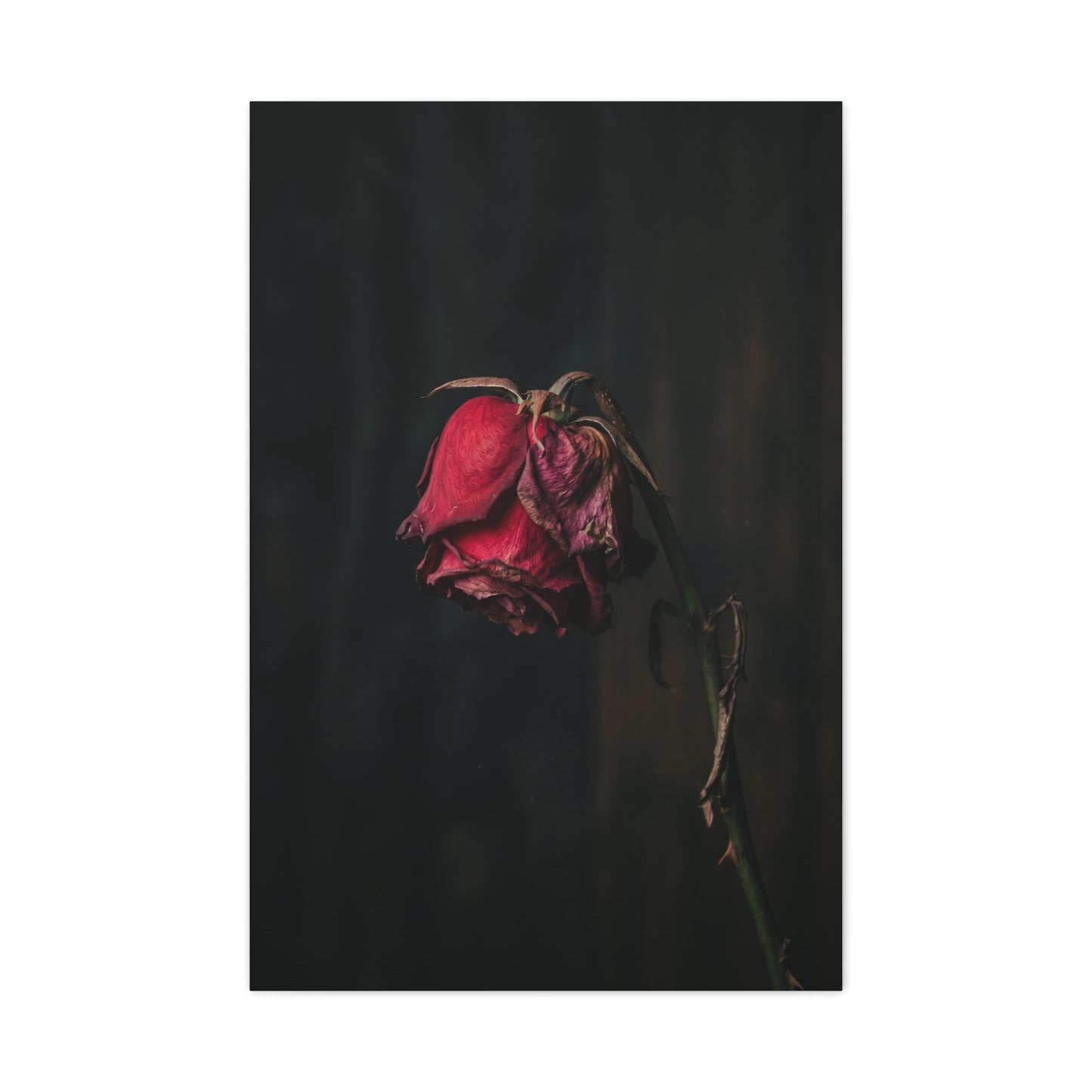 Withered Crimson Rose Still Life Wall Art & Canvas Print