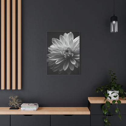 Chrysanthemum in Timeless Shadow Wall Art & Canvas Prints