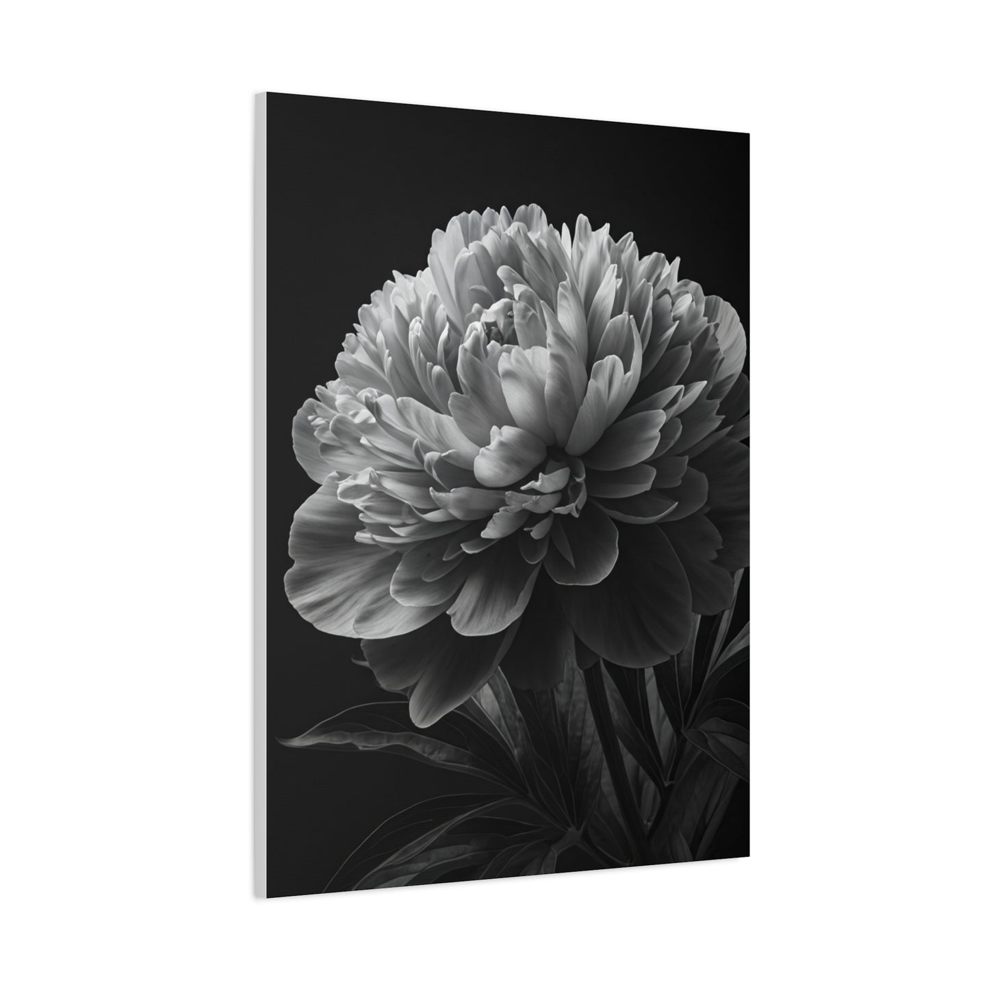Midnight Peony Elegance Wall Art & Canvas Prints