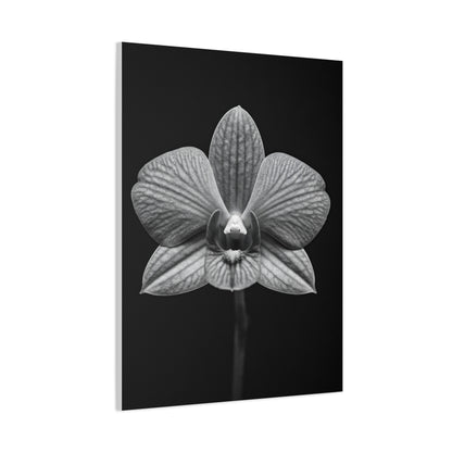 Orchid Serenity Study Wall Art & Canvas Prints