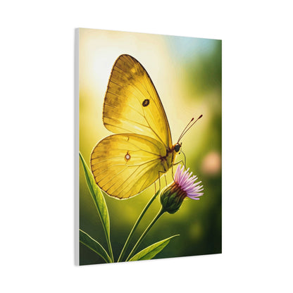Golden Light Butterfly Close-Up Wall Art & Canvas Prints