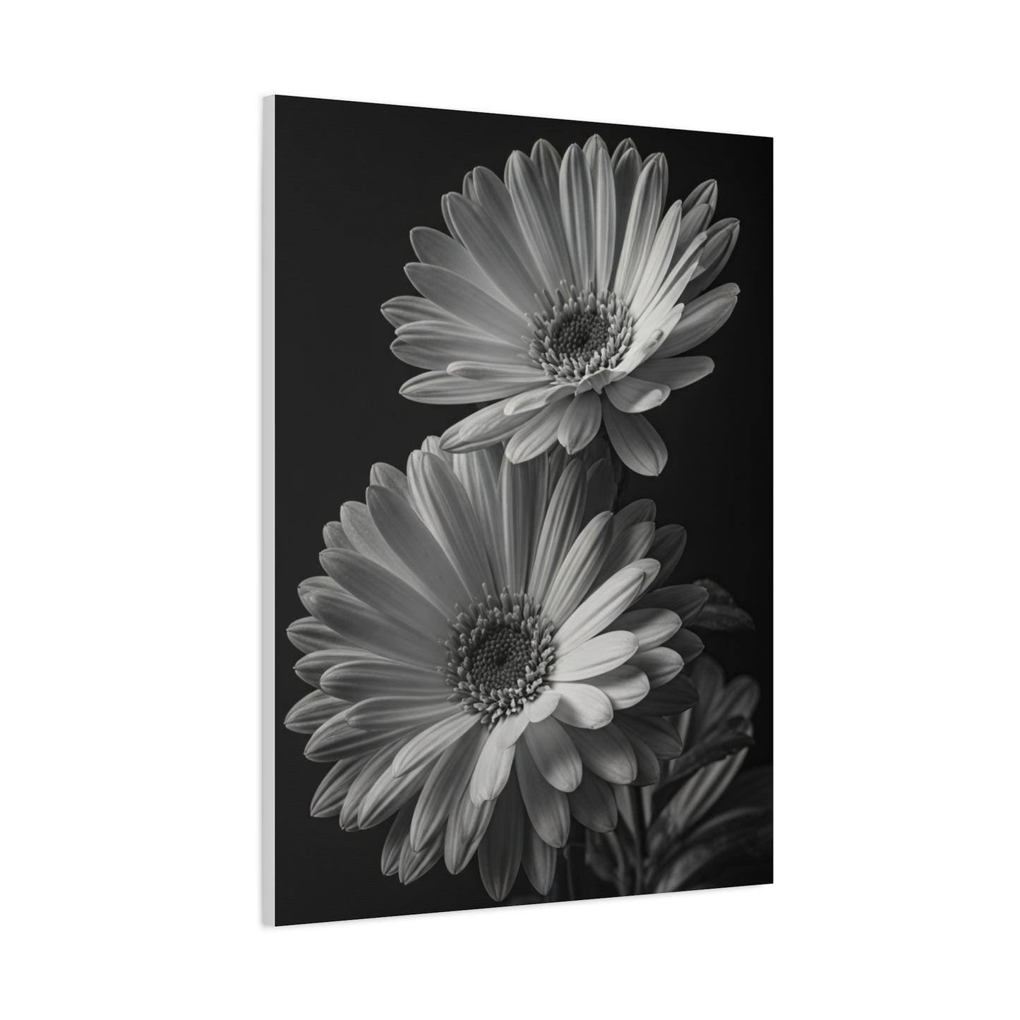 Timeless Gerbera Duo Monochrome Wall Art & Canvas Prints