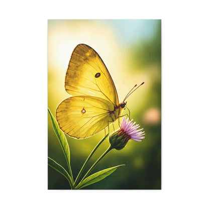 Golden Light Butterfly Close-Up Wall Art & Canvas Prints