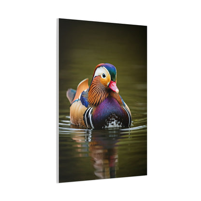 Mandarin Duck with Colorful Plumage Wall Art & Canvas Prints