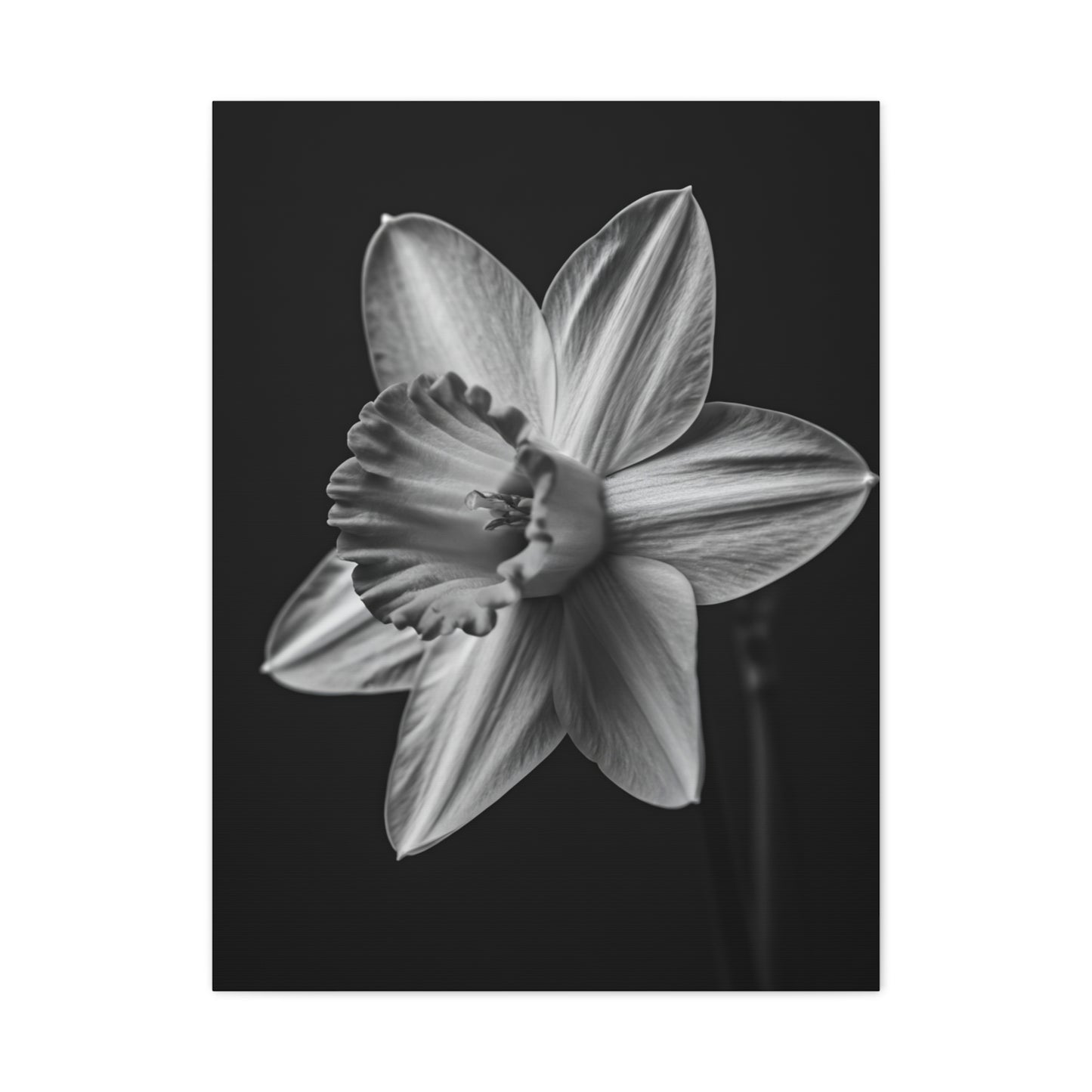 Monochrome Daffodil Grace Wall Art & Canvas Prints