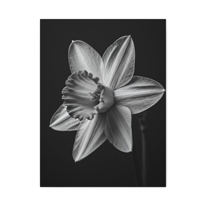 Monochrome Daffodil Grace Wall Art & Canvas Prints