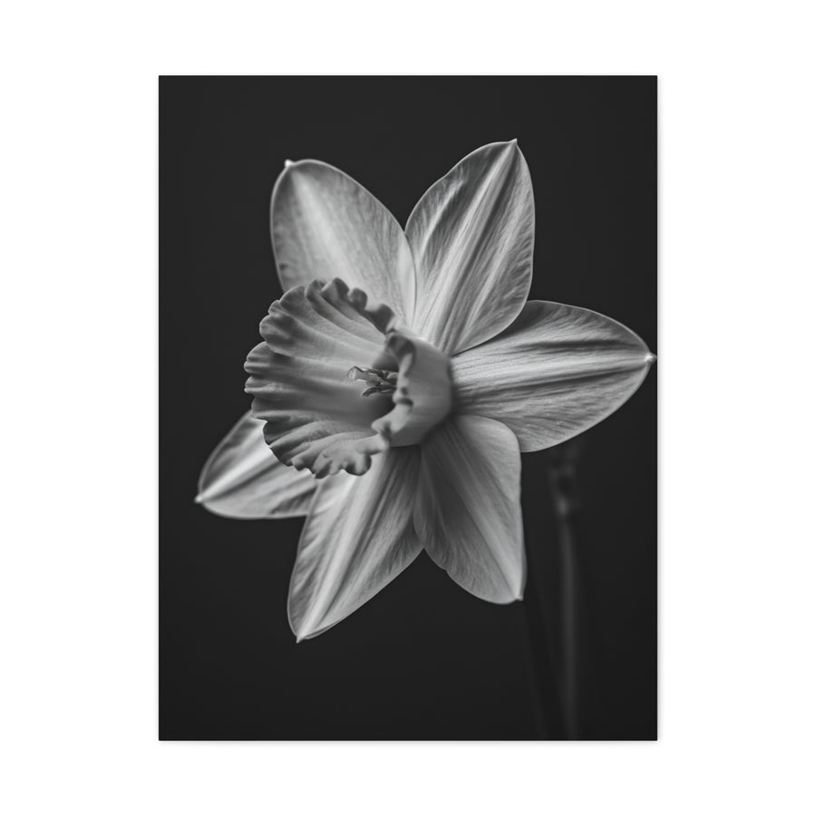Monochrome Daffodil Grace Wall Art & Canvas Prints