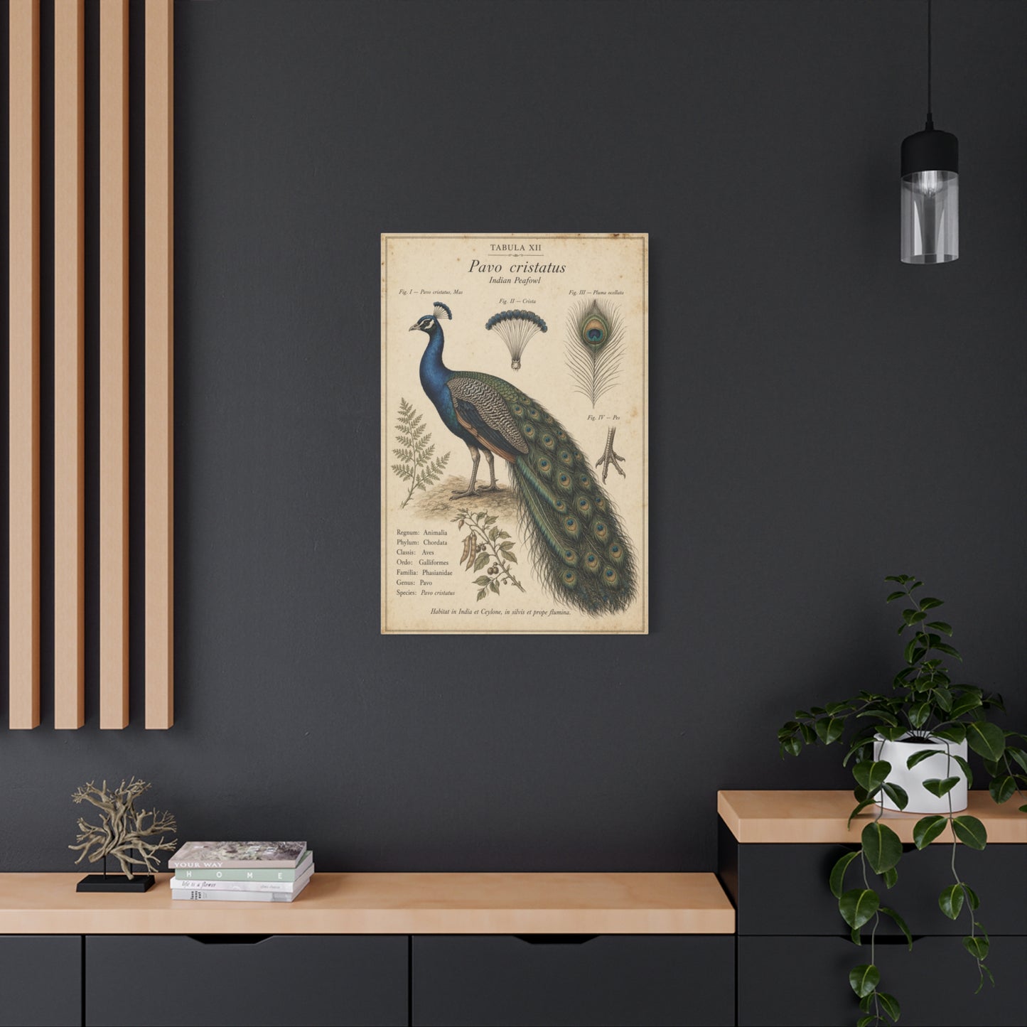 Antique Ornithology Peacock Illustration Wall Art & Canvas Print
