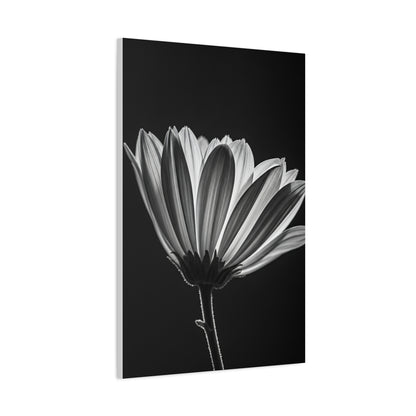 Classic Gerbera Bloom in Shadow Wall Art & Canvas Prints