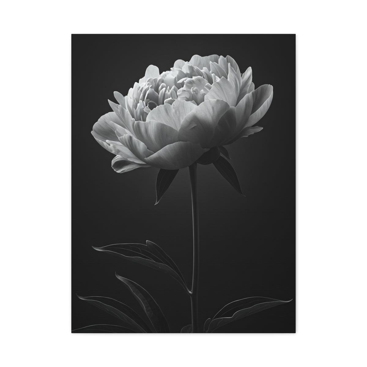 Peony Elegance in Monochrome Wall Art & Canvas Prints