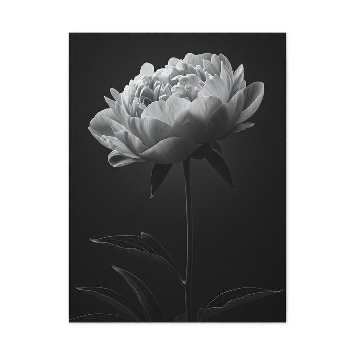 Peony Elegance in Monochrome Wall Art & Canvas Prints