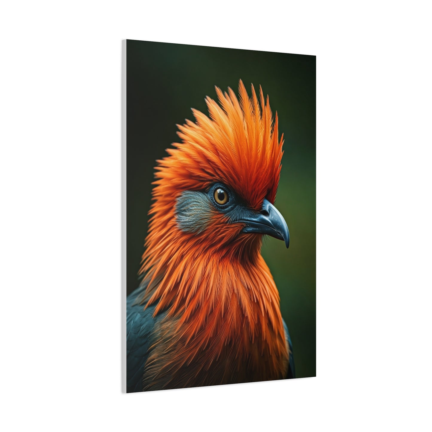 Andean Cock-of-the-Rock Portrait Wall Art & Canvas Prints