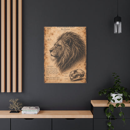 Vintage Lion Natural History Study Wall Art & Canvas Print