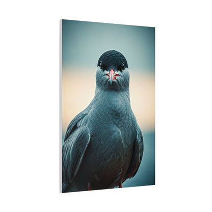 Arctic Tern Portrait Wall Art & Canvas Prints