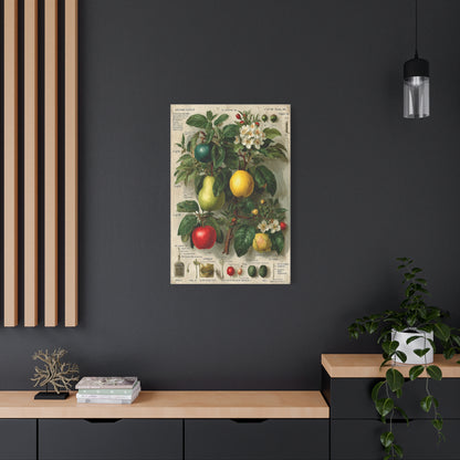 Antique Pomology Botanical Study Wall Art & Canvas Print