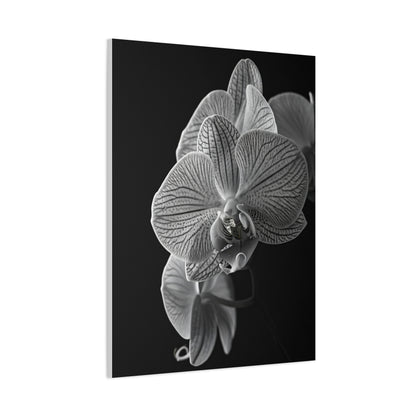 Elegant Orchid Portrait Monochrome Wall Art & Canvas Prints