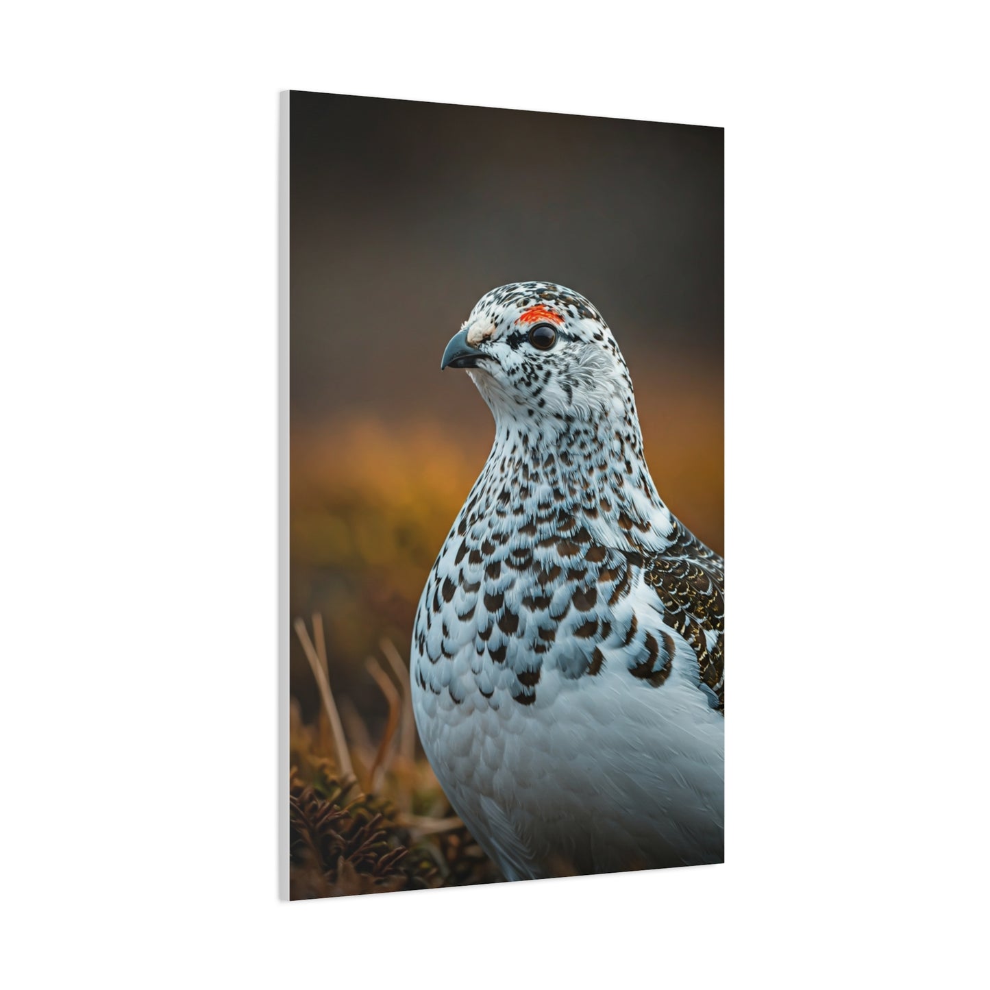 Snowy Grouse Portrait Wall Art & Canvas Prints