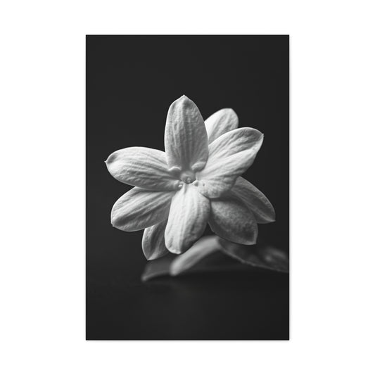 Midnight Jasmine Bloom Wall Art & Canvas Prints