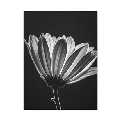 Classic Gerbera Bloom in Shadow Wall Art & Canvas Prints