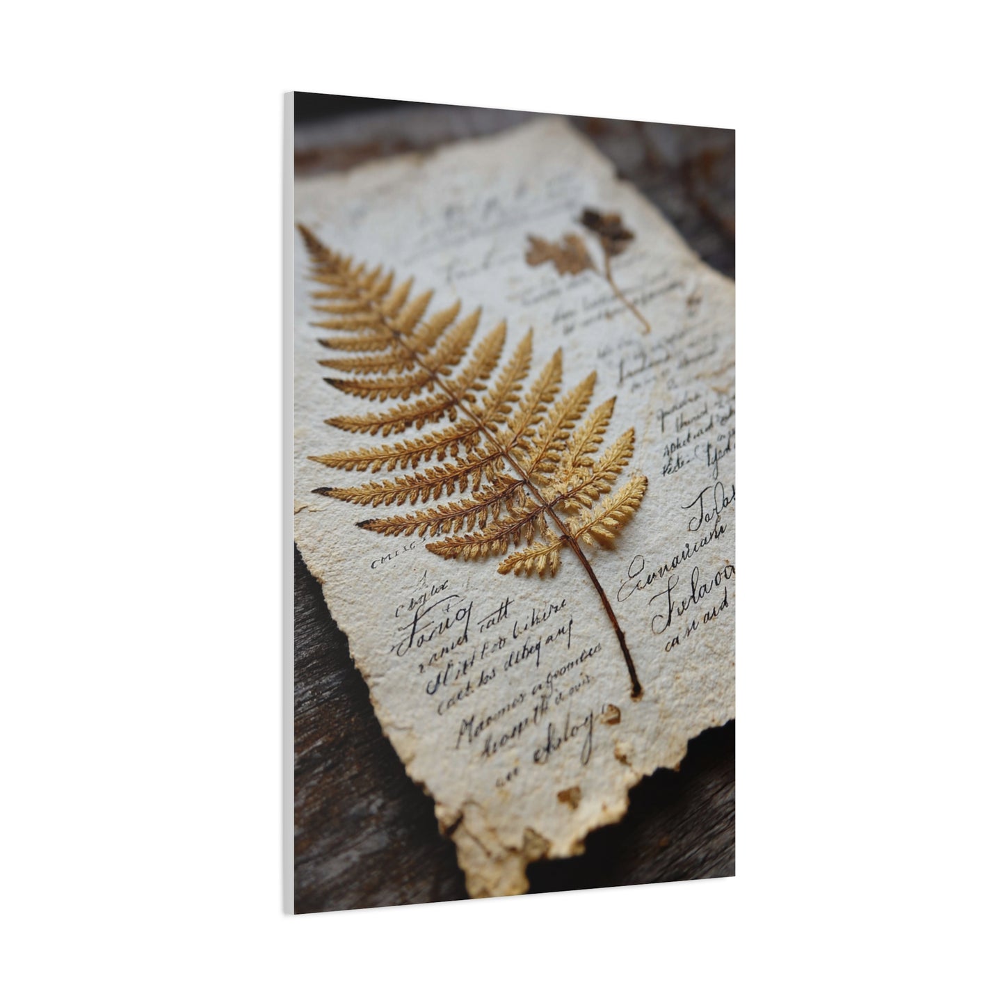 Antique Botanical Fern Study Wall Art & Canvas Print