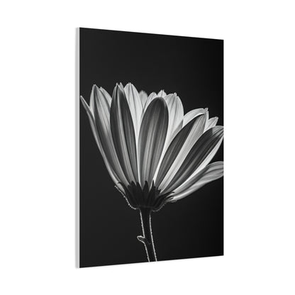 Classic Gerbera Bloom in Shadow Wall Art & Canvas Prints