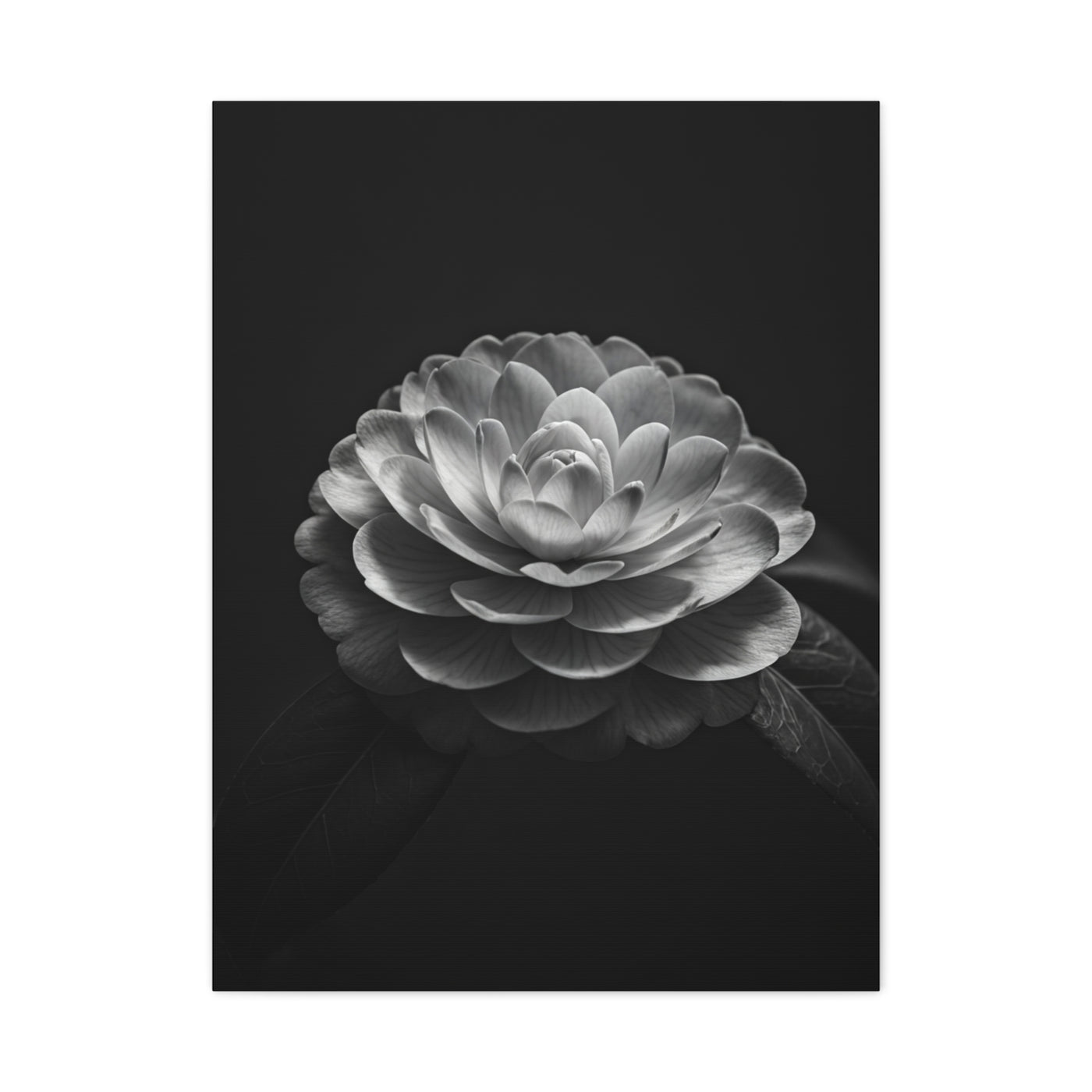 Full Bloom Camellia in Deep Contrast Wall Art & Canvas Prints