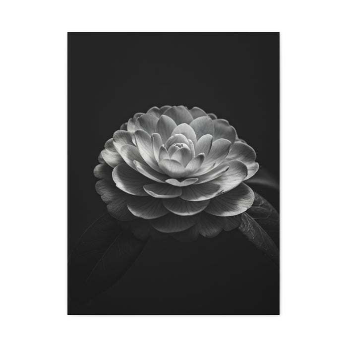 Full Bloom Camellia in Deep Contrast Wall Art & Canvas Prints