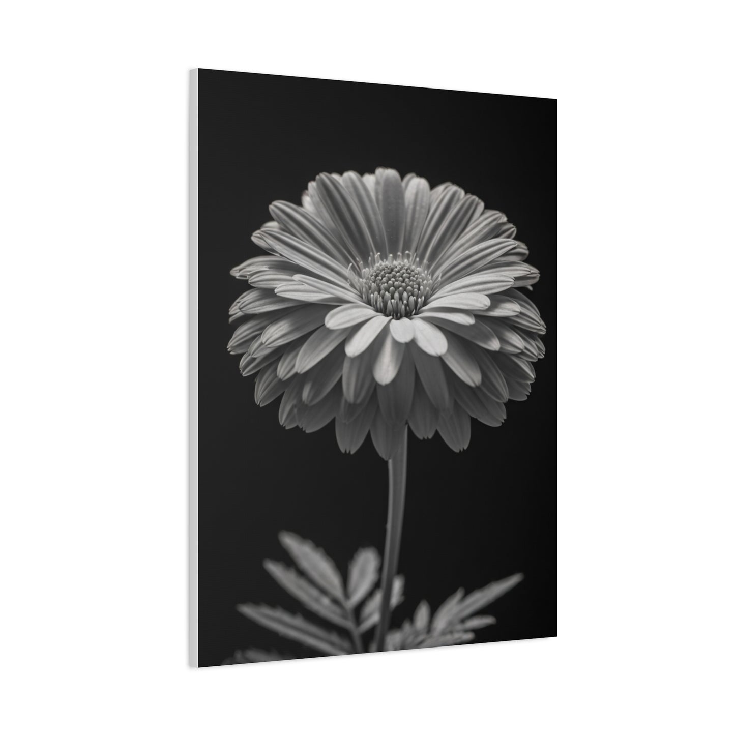 Classic Gerbera Portrait Wall Art & Canvas Prints