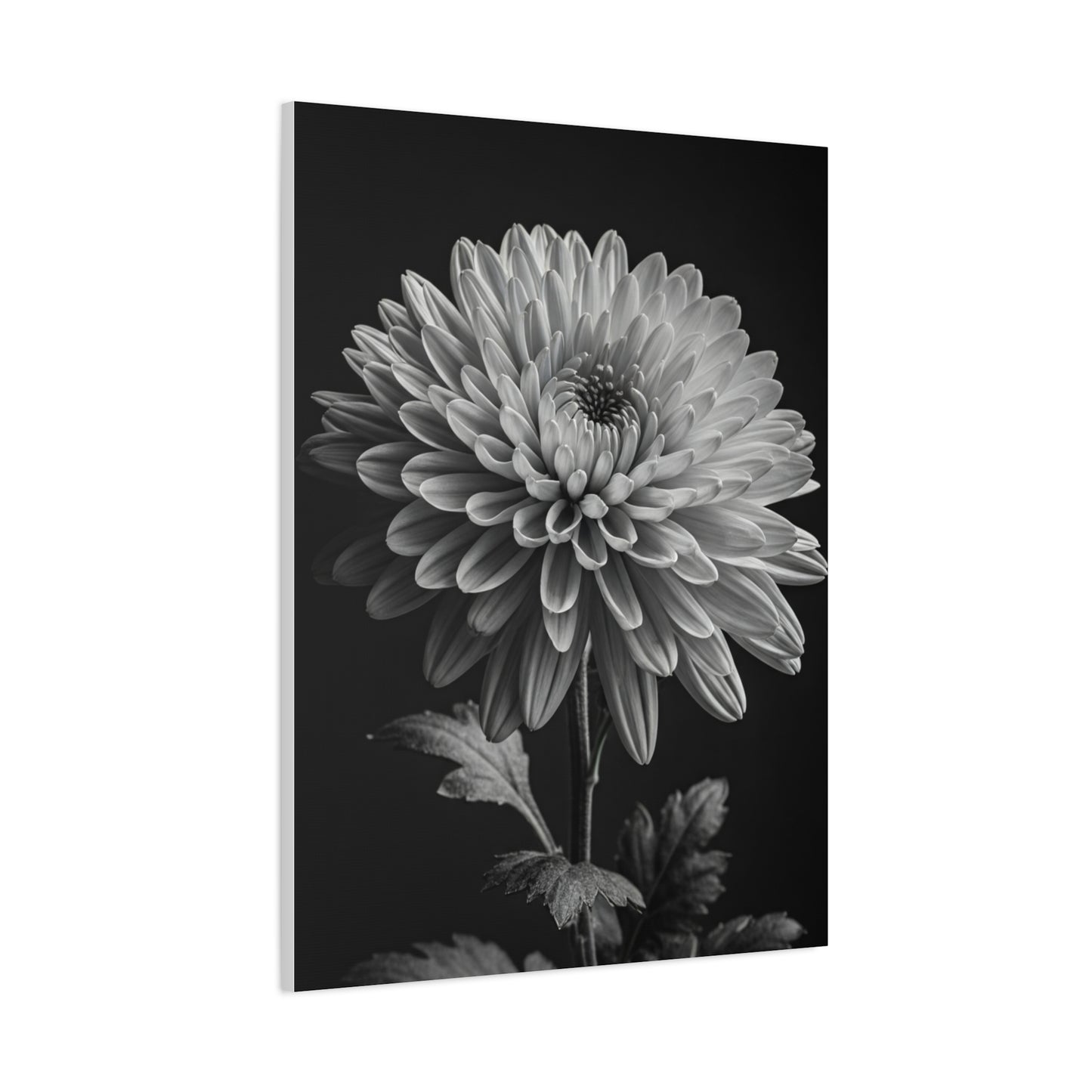 Chrysanthemum Bloom in Noir Wall Art & Canvas Prints