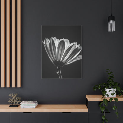 Classic Gerbera Bloom in Shadow Wall Art & Canvas Prints