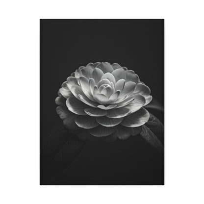 Full Bloom Camellia in Deep Contrast Wall Art & Canvas Prints