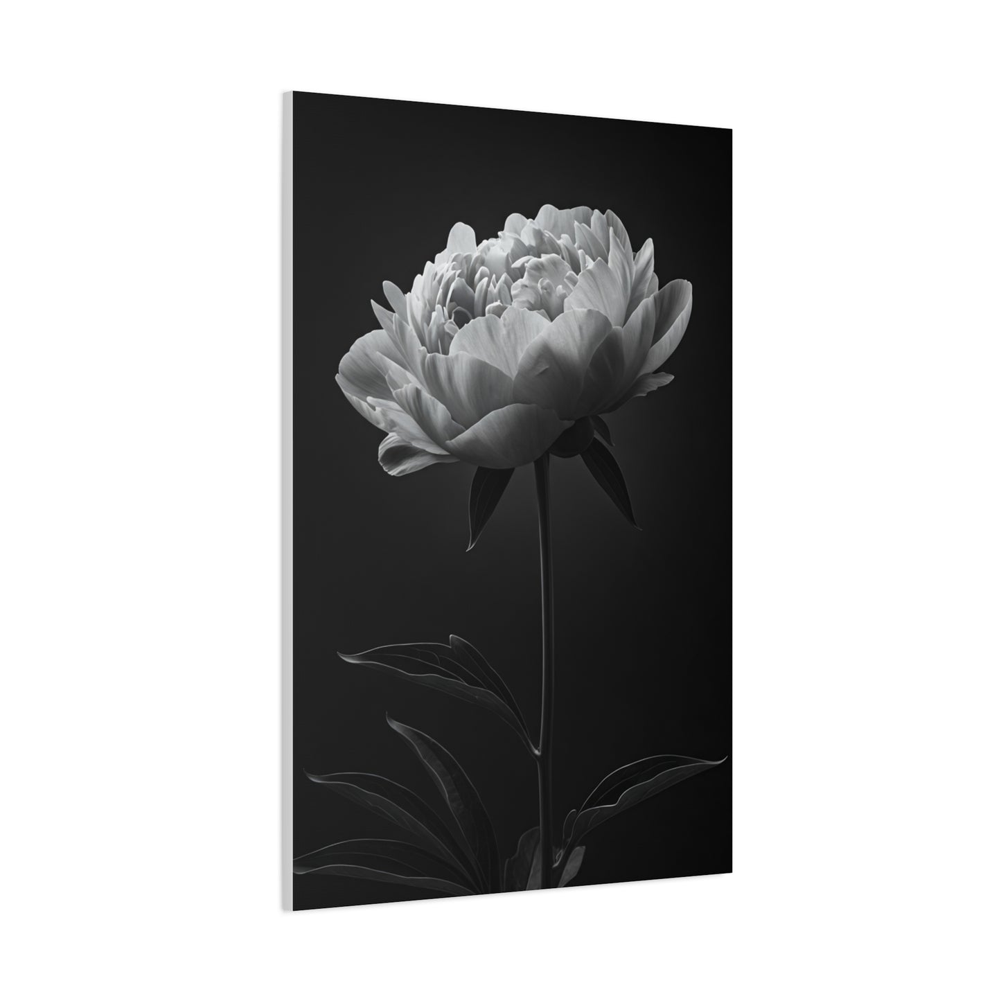 Peony Elegance in Monochrome Wall Art & Canvas Prints
