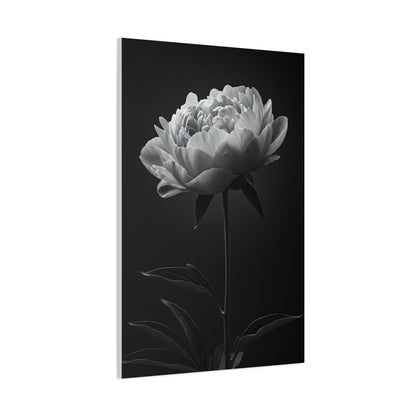Peony Elegance in Monochrome Wall Art & Canvas Prints